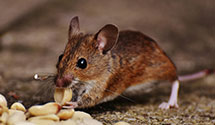 24 Hour & Emergency Exterminators in Colebrookdale, PA